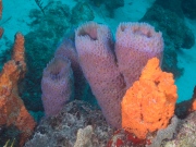 Dantchi's Delight Reef, Oranjestad, Aruba, © 2016 Bob Hahn, Olympus OMD/E-M1 OLYMPUS M.12-40mm F2.8 at 40 mm, ISO: ISO 400 Exposure: 1/160@f/9