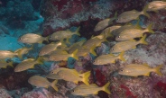 Smallmouth grunt Bali Reef, Oranjestad, Aruba, © 2016 Bob Hahn, OLYMPUS M.12-40mm F2.8 at 40 mm, ISO: ISO 400 Exposure: 1/160@f/9
