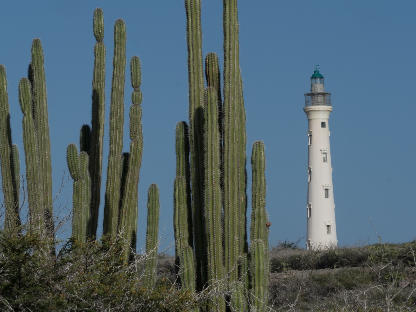#BobHahnPhoto #GetOlympus #Aruba #CaliforniaLighthouse #Nature #Caribbean #Noord #Cactus