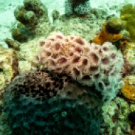 Fower Coral Harbor Reef, Oranjestad, Aruba © 2020 Bob Hahn, Olympus OM-D/E-M1 Mark ll Olympus M.12-40mm F2.8